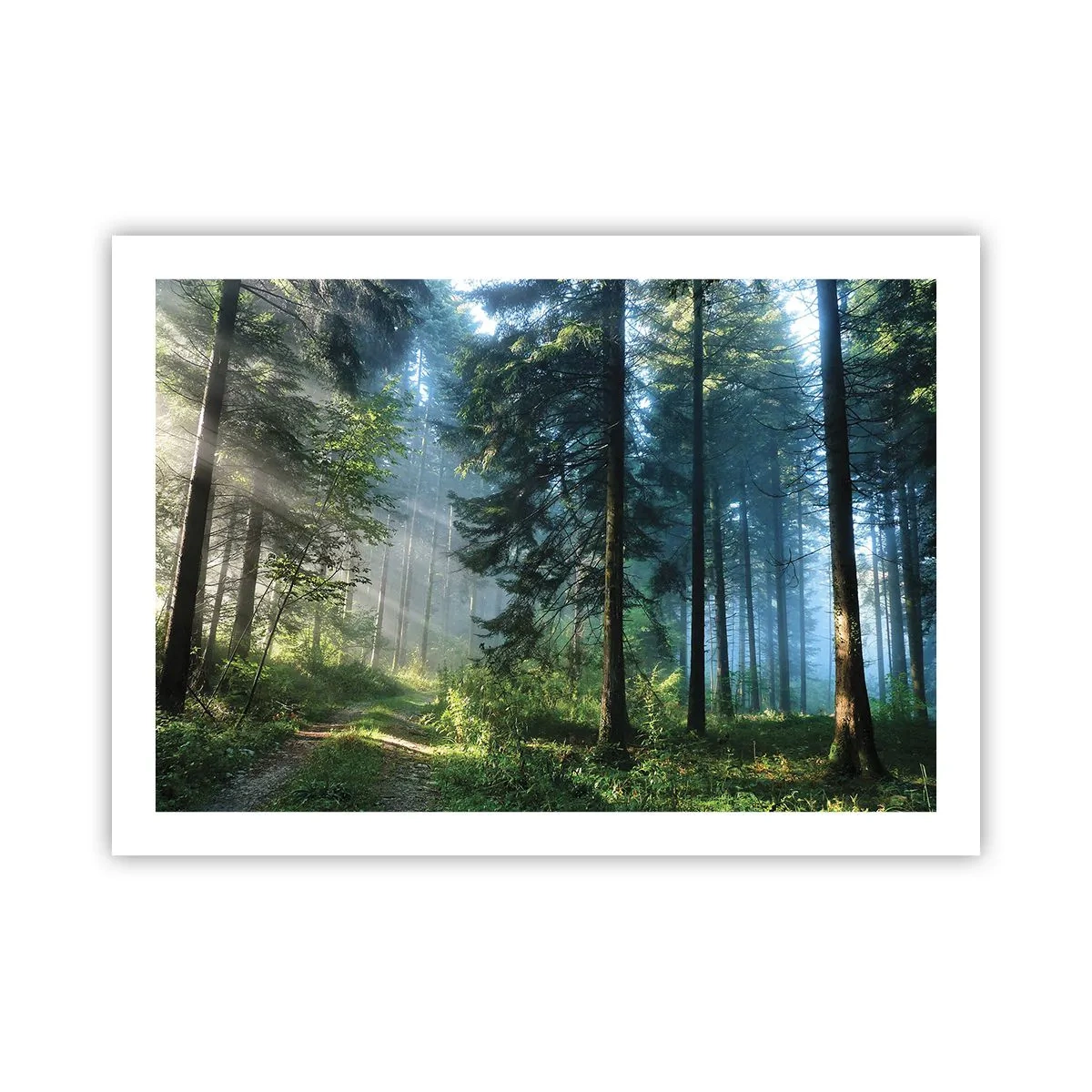 Poster - Strahlend am Morgen - 70x50 cm