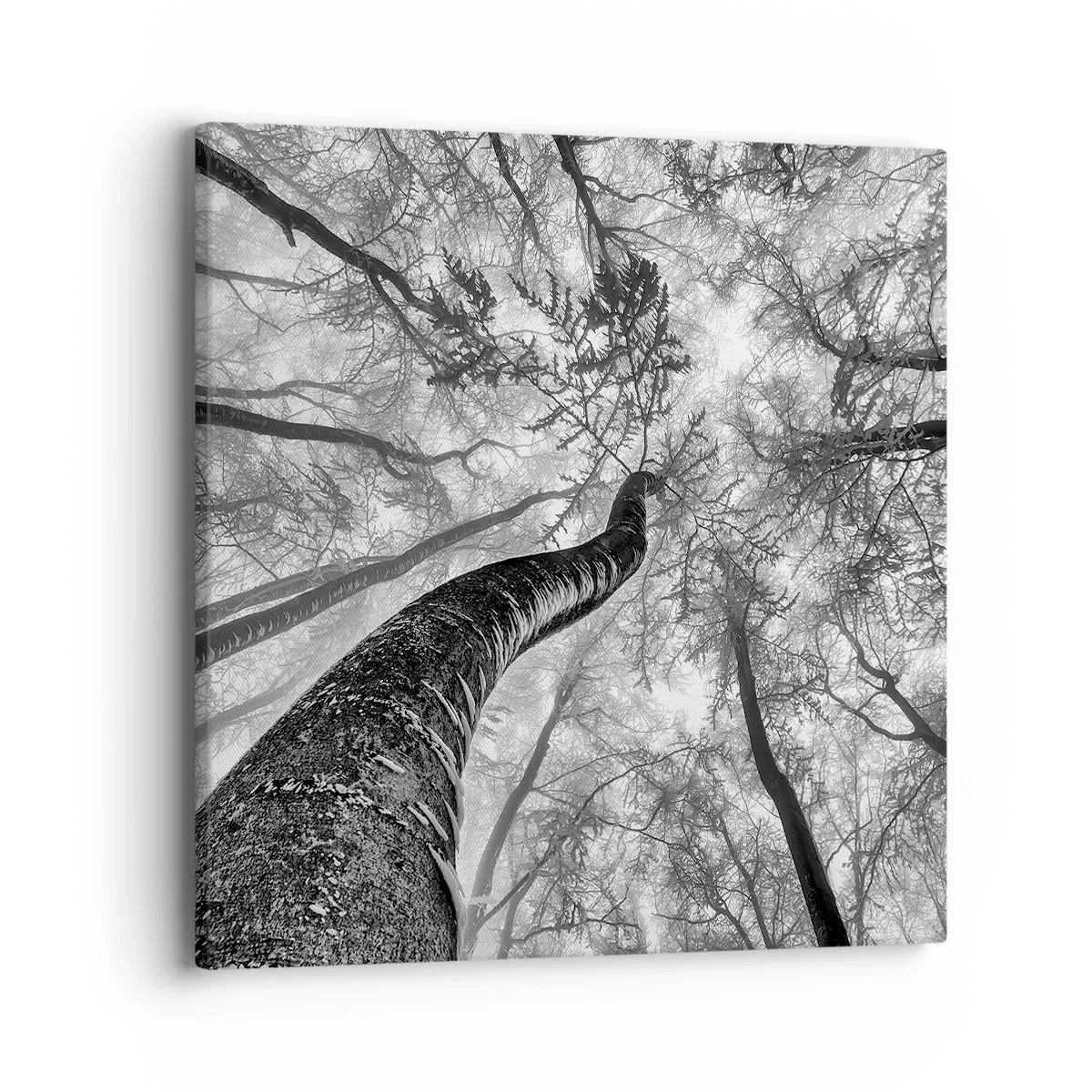 Bild auf Leinwand - Leinwandbild - Rennen zum Licht - 40x40 cm