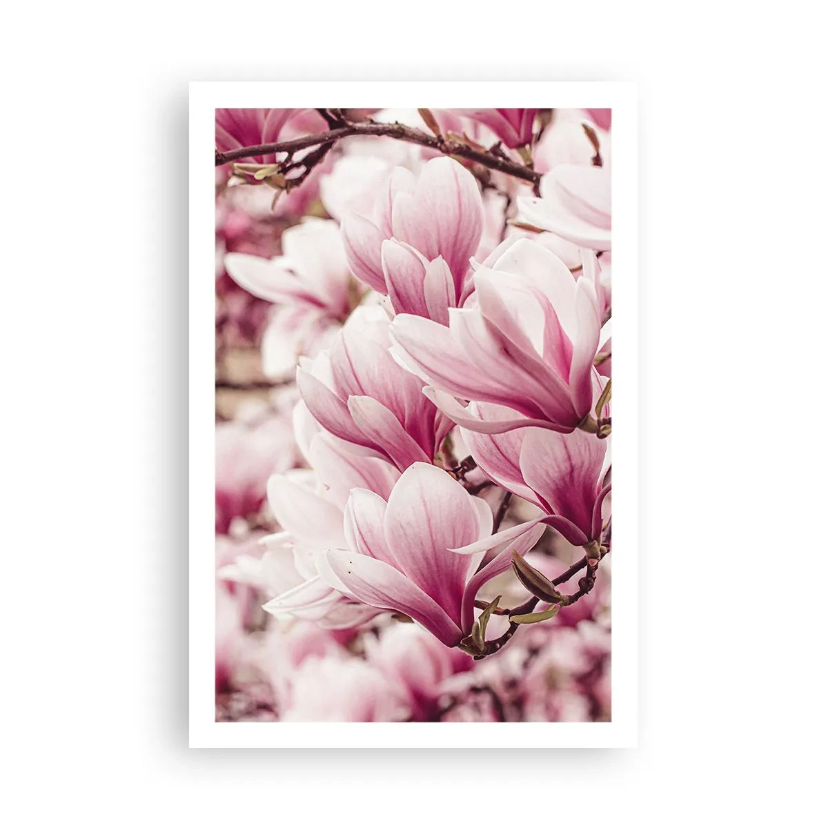 Poster - Frühling ist rosa - 61x91 cm