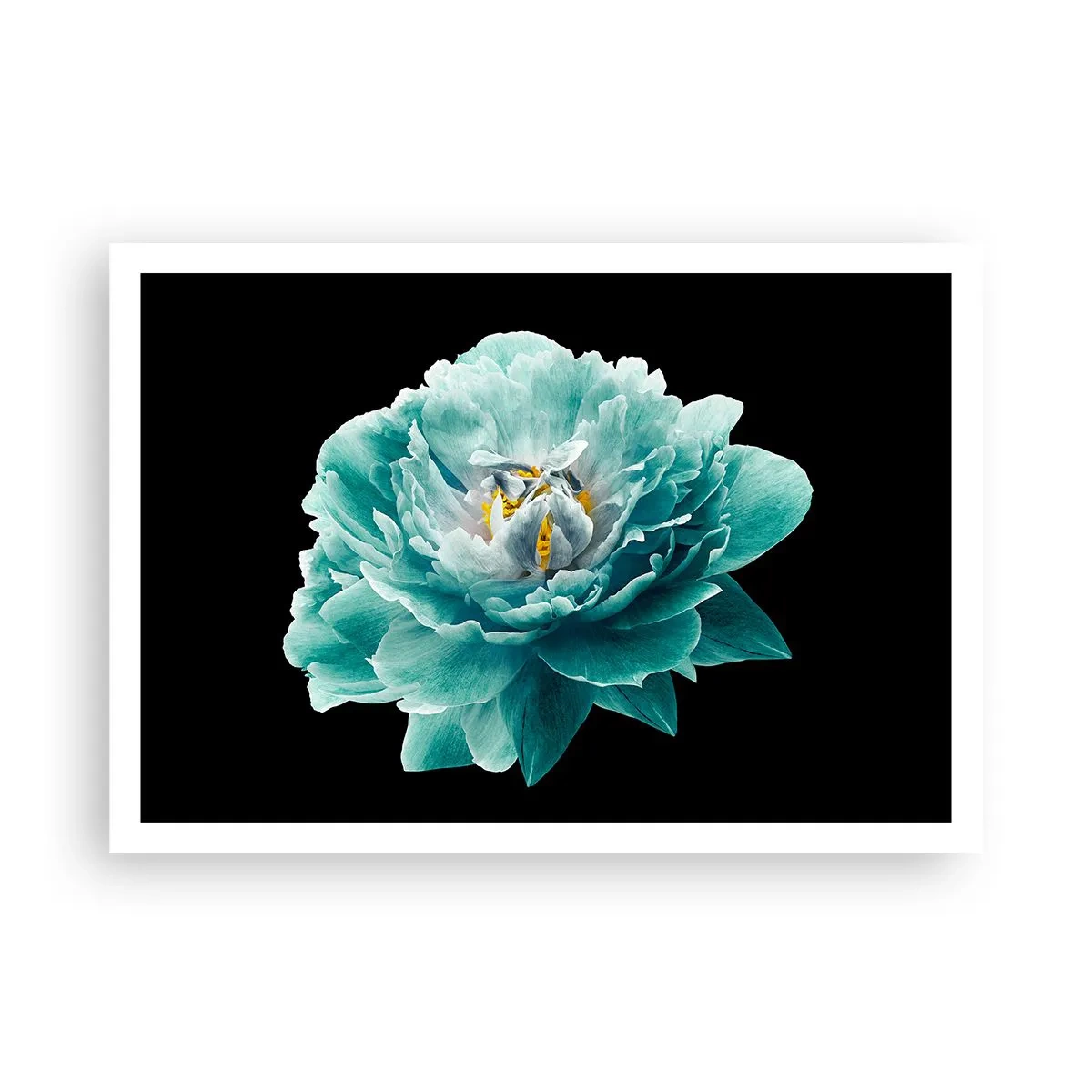 Poster - Türkisfarbene Pfingstrose auf schwarzem Hintergrund - 100x70cm - Blaue und goldene Blütenblätter - Moderne Wanddekoration für Wohnzimmer und Schlafzimmer ARTTOR