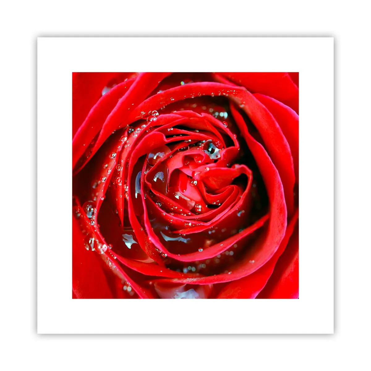 Poster - In den Tautropfen - 30x30 cm