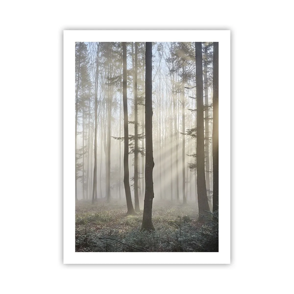 Poster - Ein nebliger Morgen im Wald mit Sonnenstrahlen - 50x70cm - Der Nebel ist auch aufgewacht - Moderne Wanddekoration für Wohnzimmer und Schlafzimmer ARTTOR