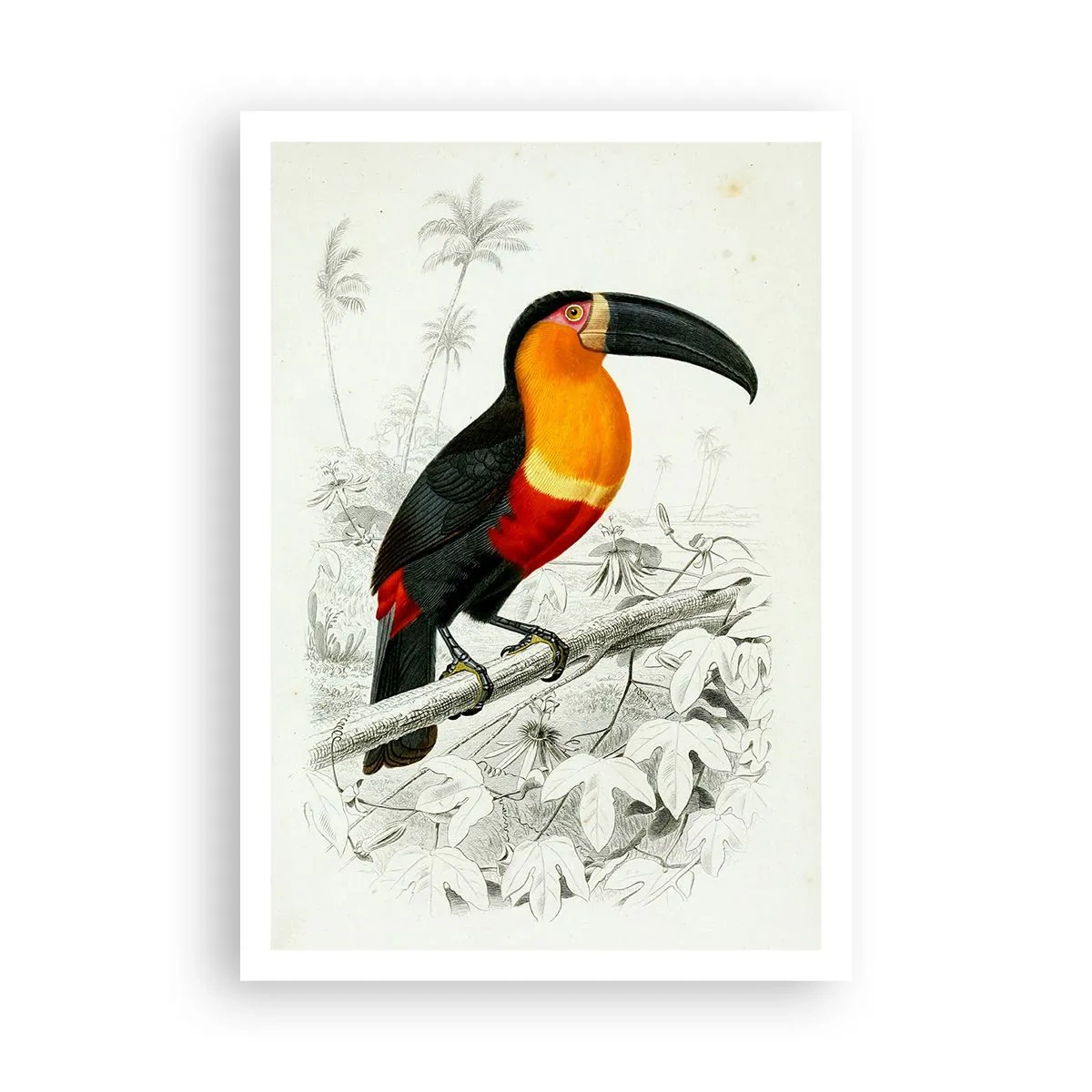 Poster - Vogelfarben - 70x100 cm
