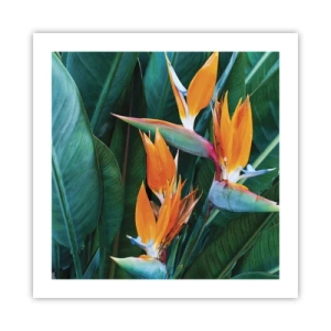 Poster - Ist es eine Blume oder ist es ein Vogel? - 50x50 cm