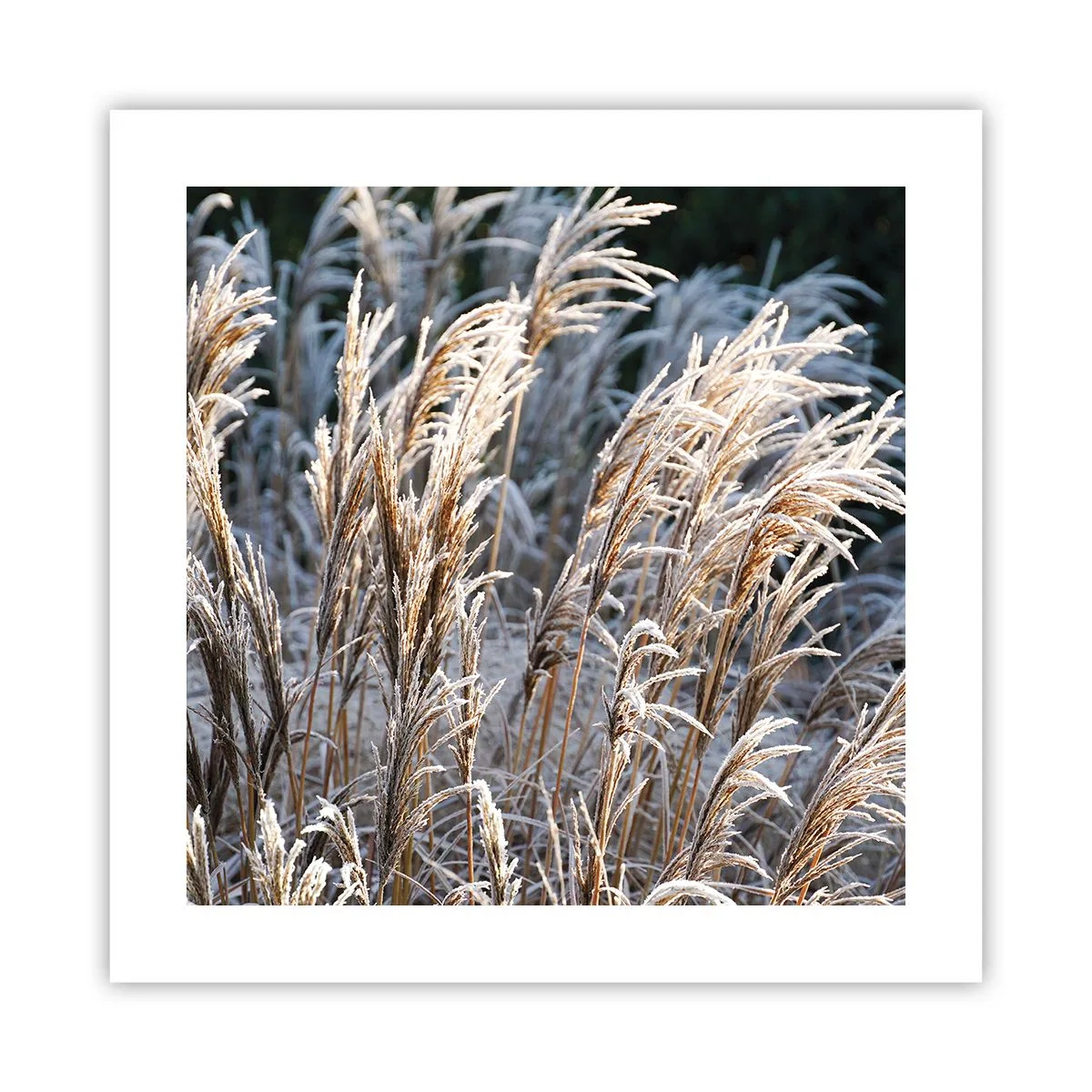 Poster - Gekleidet mit Frost - 40x40 cm