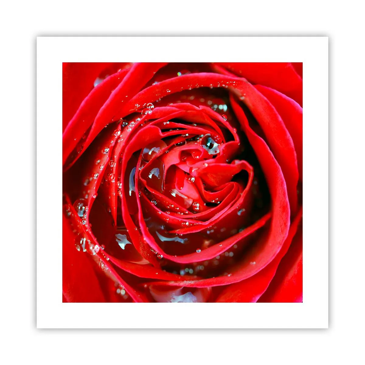 Poster - In den Tautropfen - 40x40 cm