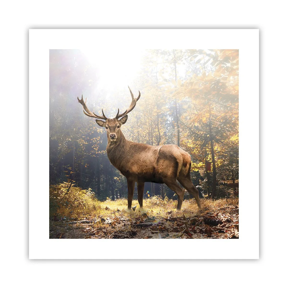 Poster - In voller Majestät - 40x40 cm