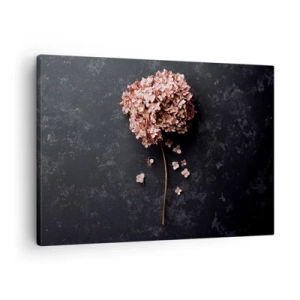 Bild auf Leinwand - Leinwandbild - Eine zarte Hortensienblüte auf dunklem Hintergrund - 70x50cm - Wirklich romantisches Zeichen - Moderne Wanddekoration für Wohnzimmer und Schlafzimmer ARTTOR