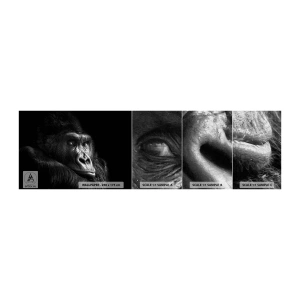Fototapeten Muster Premium Canvas - Und was guckst du so? - Affe, Gorilla, Tiere - 100x30 cm