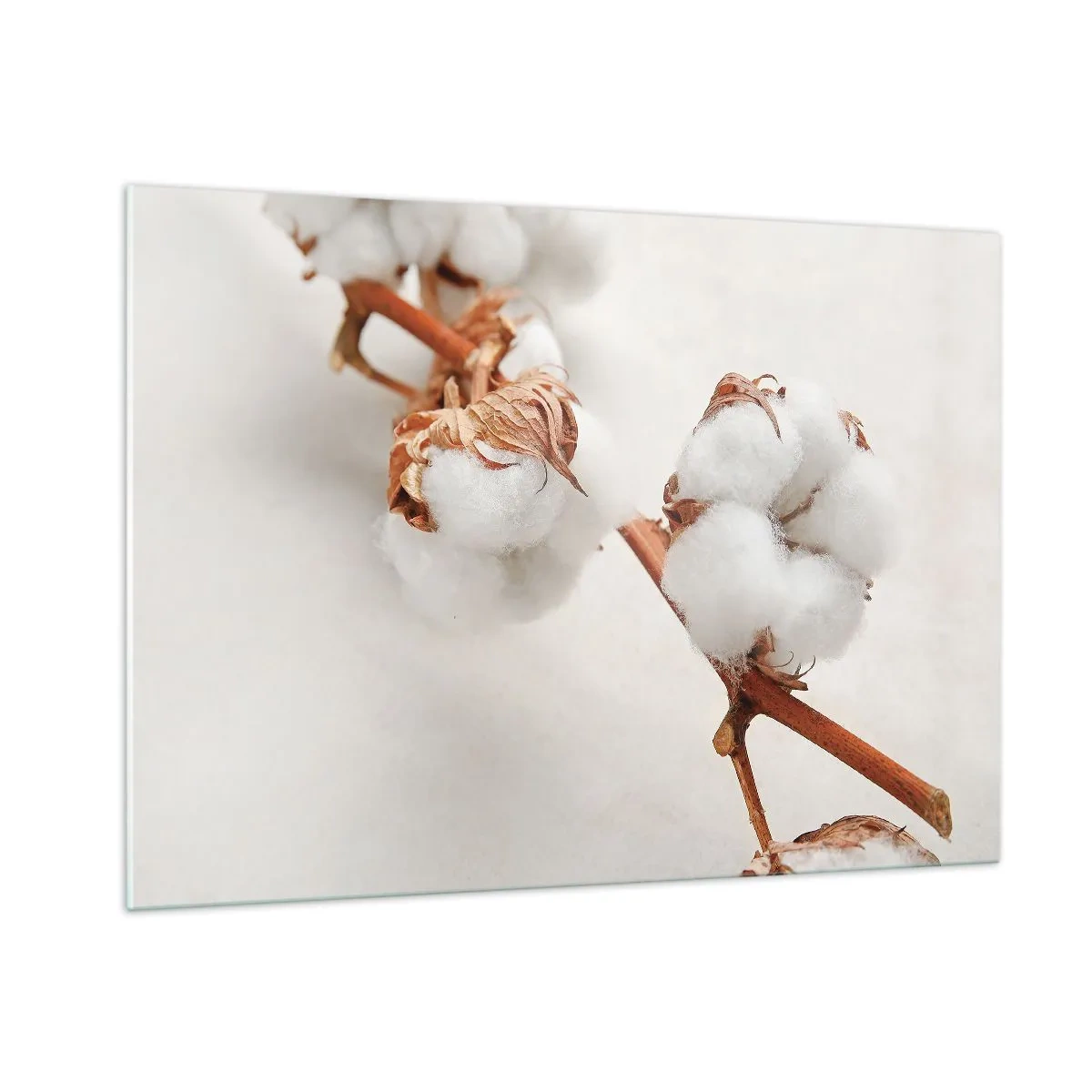 Glasbild - Bild auf glas - Nahaufnahme eines Baumwollzweigs vor hellem Hintergrund - 100x70cm - Nur umarmen - Moderne Wanddekoration für Wohnzimmer und Schlafzimmer ARTTOR