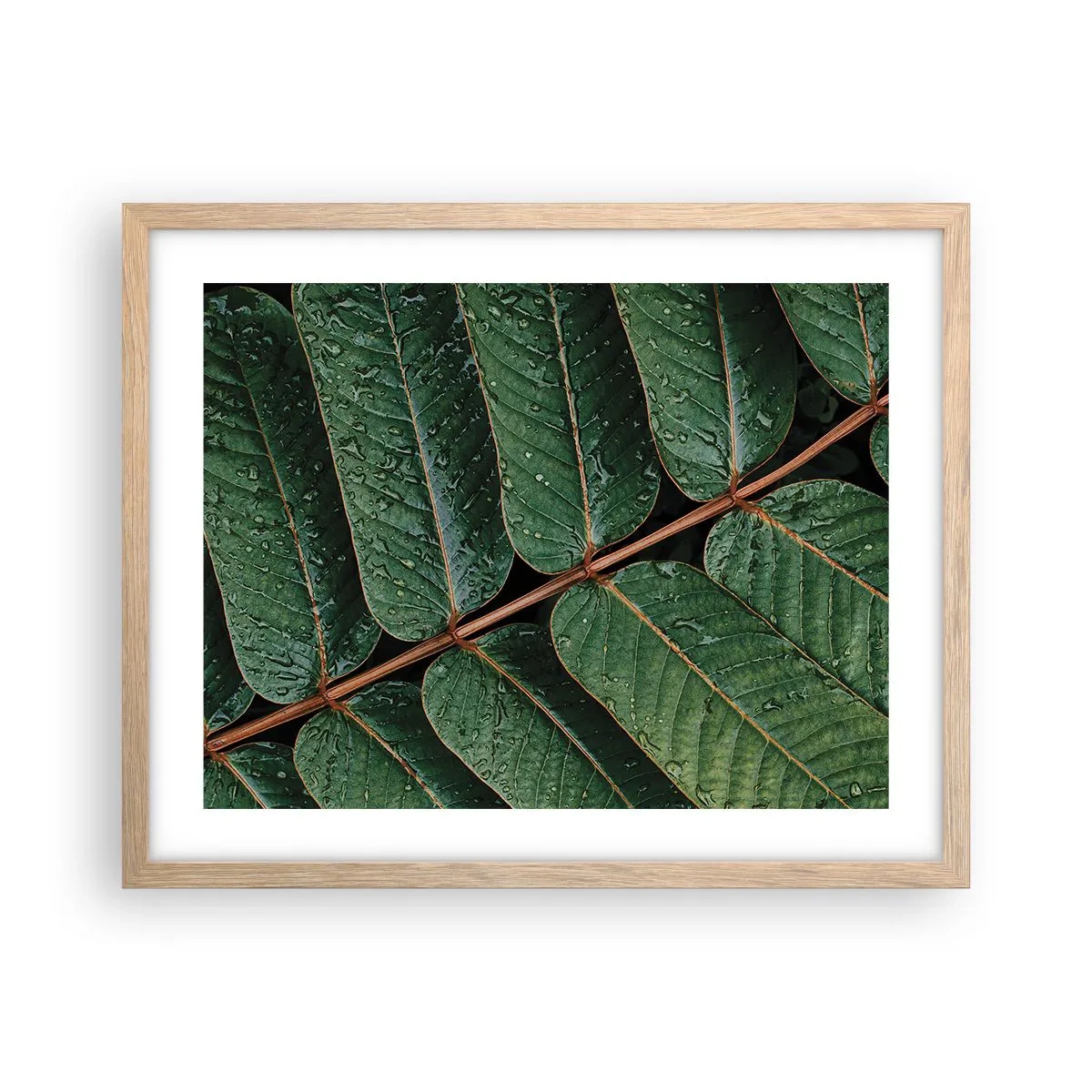 Poster in einem Rahmen aus heller Eiche - Im grünen Rhythmus - 50x40 cm