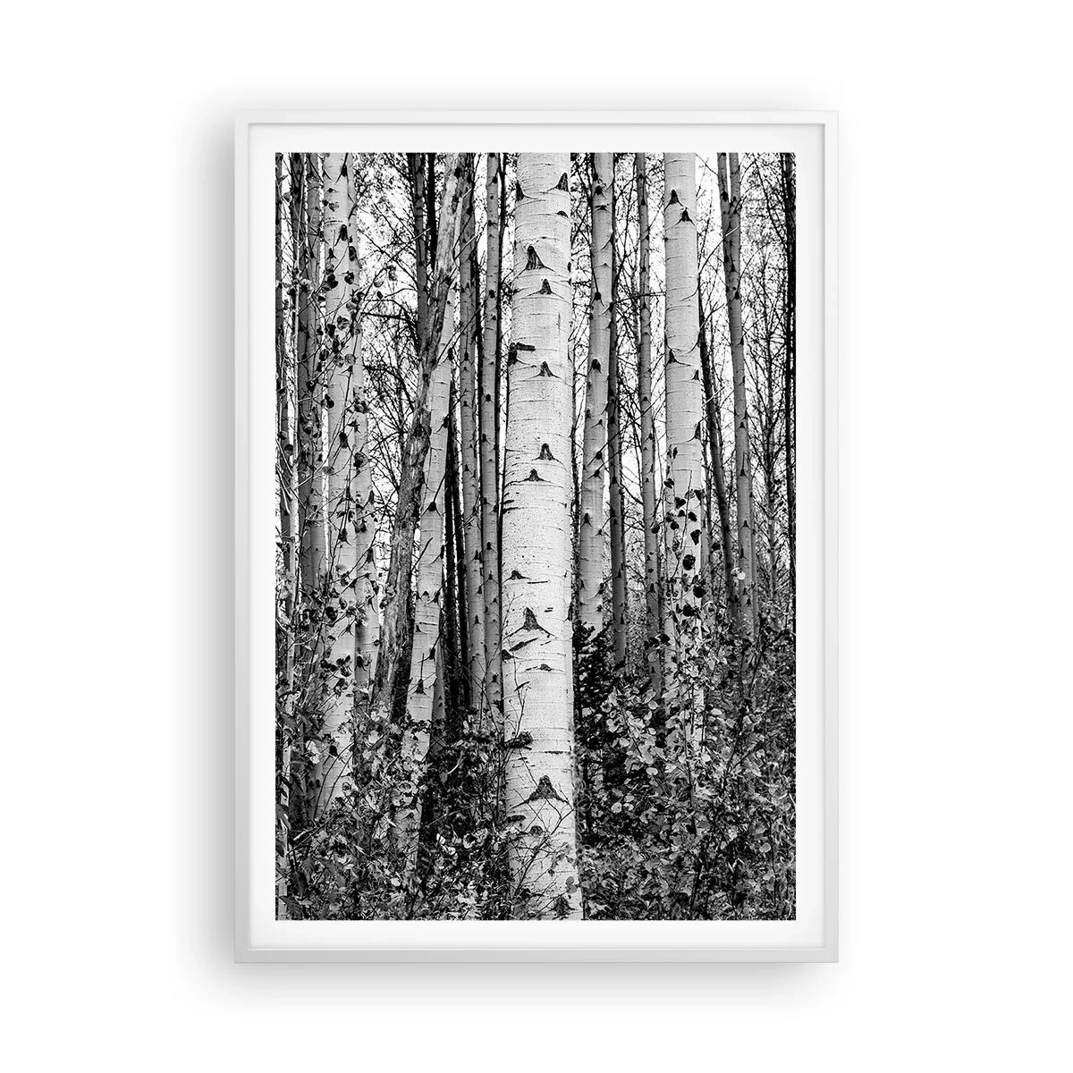 Poster in einem weißen Rahmen - Birkenkolonnade - 70x100 cm