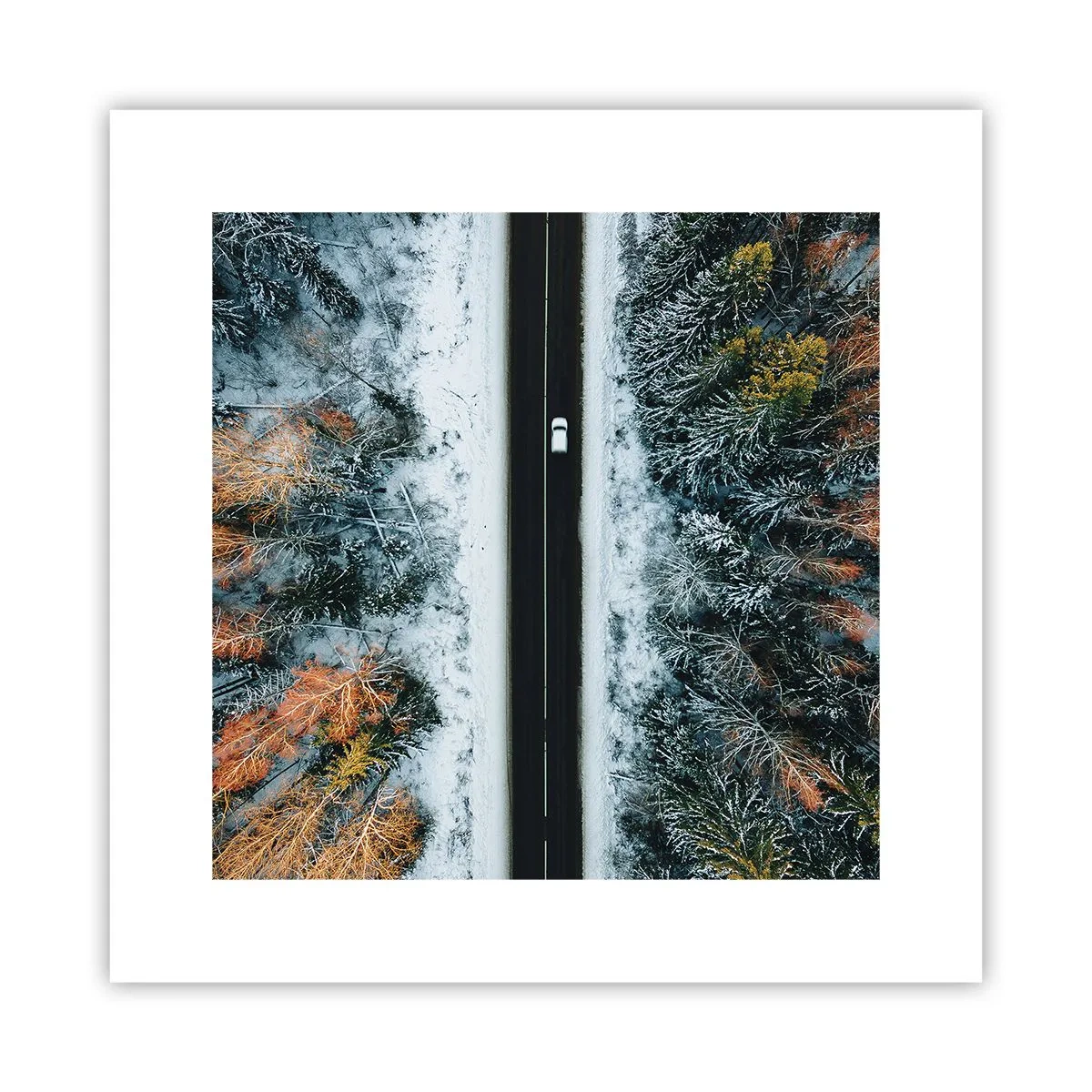 Poster - Schnitt durch den Winterwald - 30x30 cm