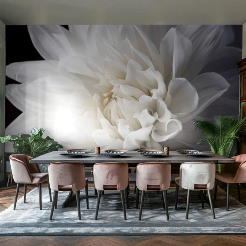 Fototapete Standard Eco - Der Morgen der Braut - Blume, Dahlie, Natur - 350x256 cm