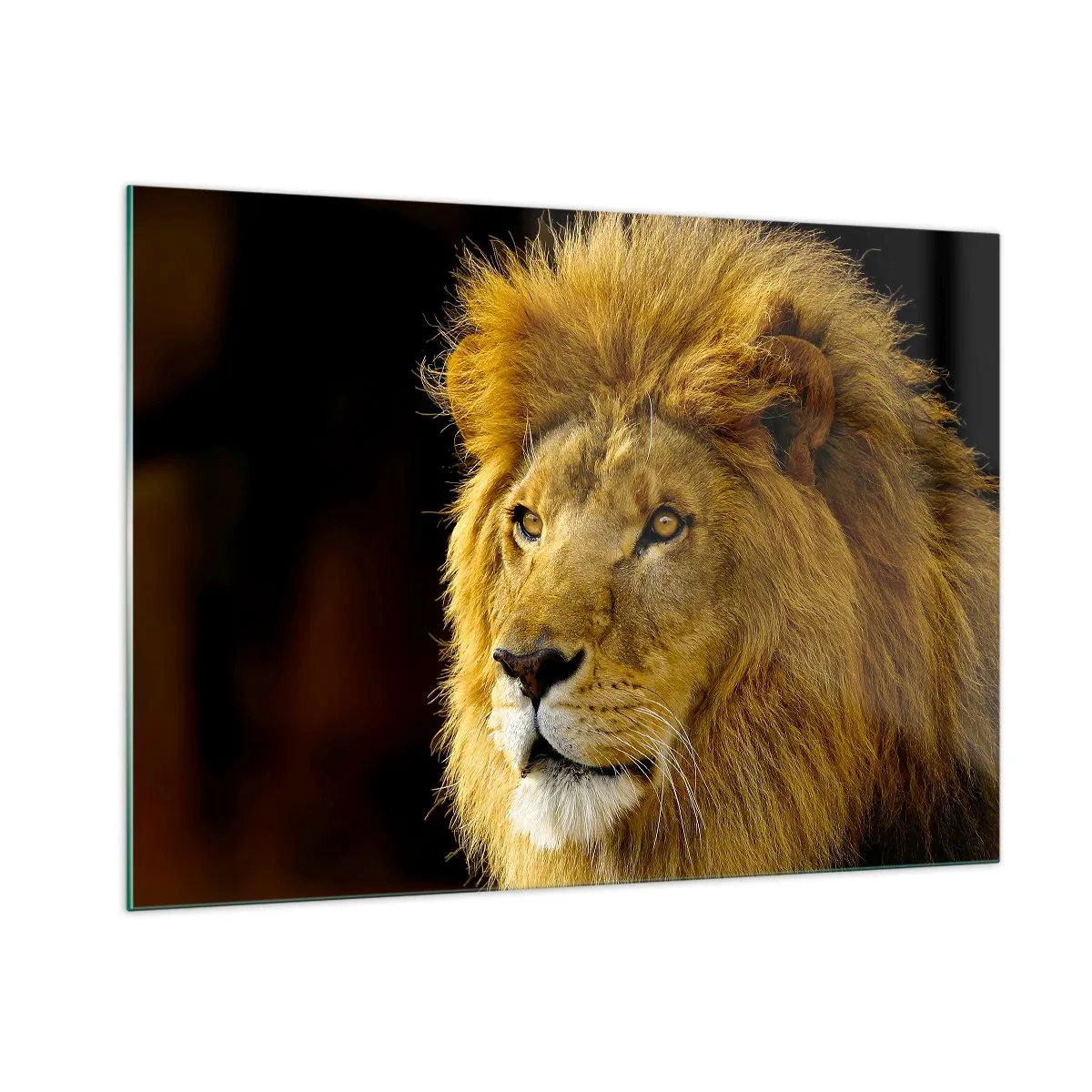 Glasbild - Bild auf glas - Porträt eines majestätischen Löwen vor dunklem Hintergrund - 100x70cm - Porträt des Königs - Moderne Wanddekoration für Wohnzimmer und Schlafzimmer ARTTOR