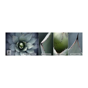 Fototapeten Muster Premium Sand - Es lockt an und warnt - Agavenblüte, Agave, Exotik - 100x30 cm