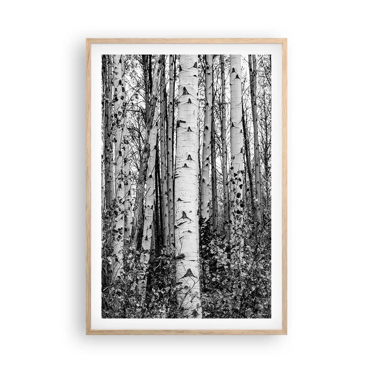 Poster in einem Rahmen aus heller Eiche - Birkenkolonnade - 61x91 cm