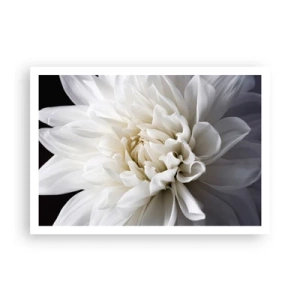 Poster - Eine zarte weiße Blume auf schwarzem Hintergrund in einer eleganten Komposition - 100x70cm - Der Morgen der Braut - Moderne Wanddekoration für Wohnzimmer und Schlafzimmer ARTTOR