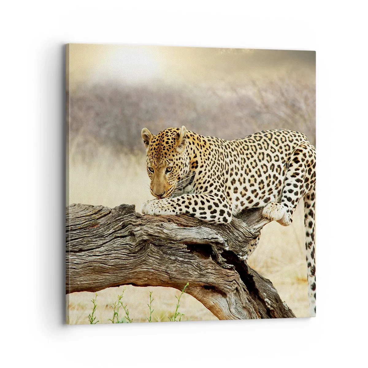 Bild auf Leinwand - Leinwandbild - Ich gehe meine eigenen Wege - 70x70 cm