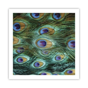 Poster - Ein Blick mit Pfauenaugen - 60x60 cm