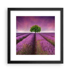 Poster in einem schwarzem Rahmen - Auf Lavendelfeldern - 30x30 cm
