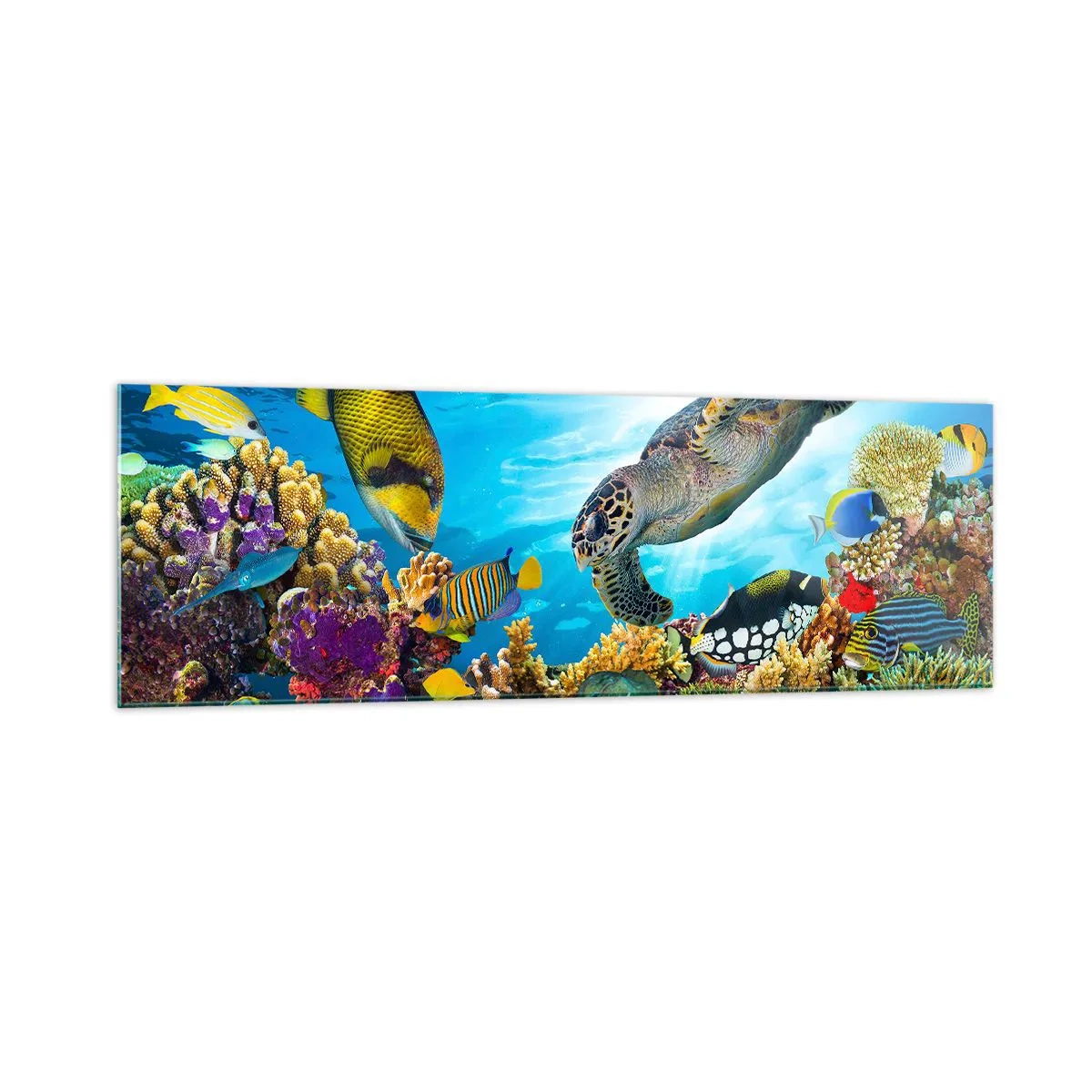 Glasbild - Bild auf glas - Unterwasserwelt mit bunten Fischen und einer Schildkröte in den Korallen - 160x50cm - Korallenpromenade - Moderne Wanddekoration für Wohnzimmer und Schlafzimmer ARTTOR