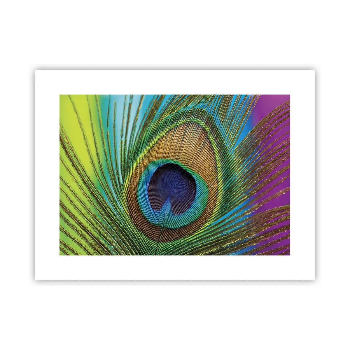 Poster - Auge in Auge - 40x30 cm