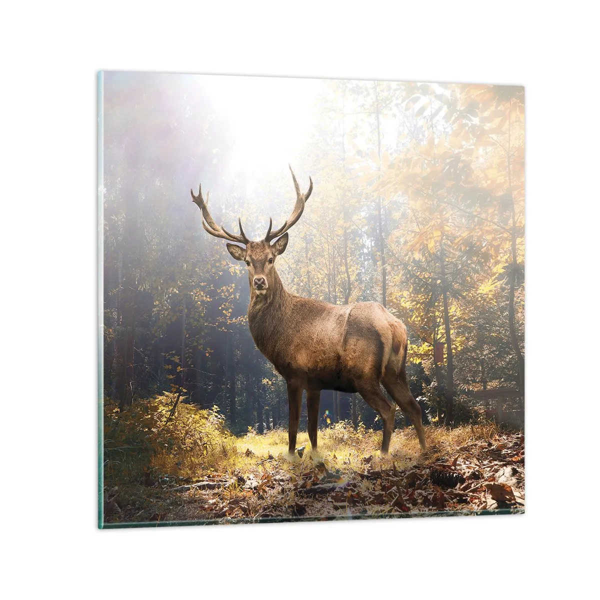 Glasbild - Bild auf glas - In voller Majestät - 70x70 cm