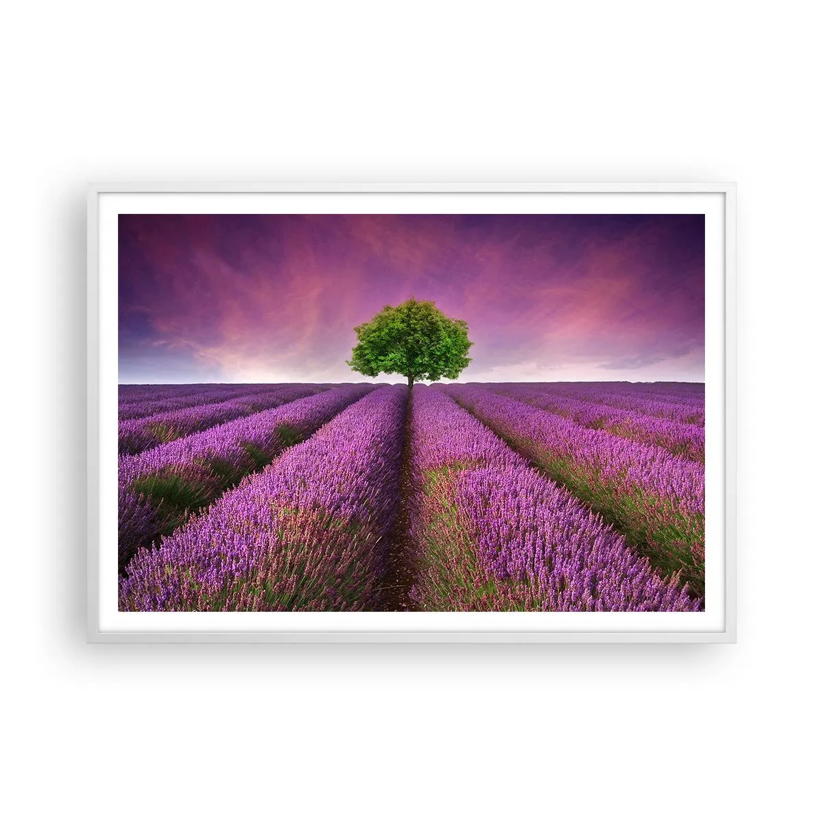 Poster in einem weißen Rahmen - Auf Lavendelfeldern - 100x70 cm