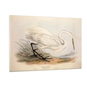 Glasbild - Bild auf glas - Vintage Illustration eines weißen Reihers am Wasserrand - 120x80cm - Dame auf den Binsen - Moderne Wanddekoration für Wohnzimmer und Schlafzimmer ARTTOR