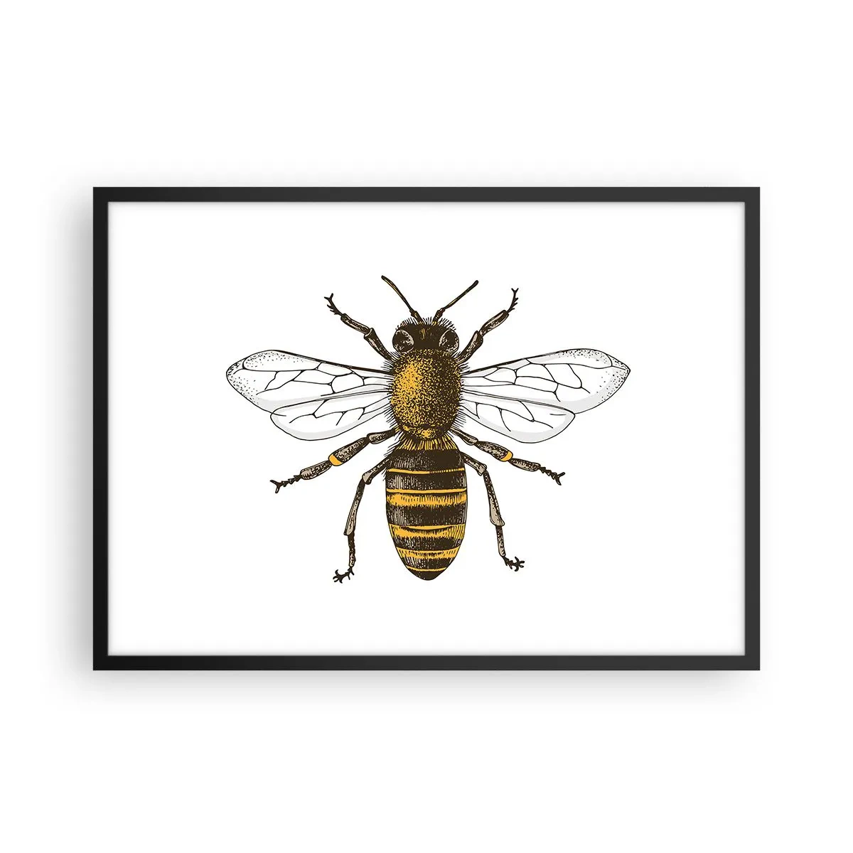 Poster in einem schwarzem Rahmen - Detaillierte Darstellung einer Biene auf weißem Hintergrund - 70x50cm - Schön und gut - Moderne Wanddekoration für Wohnzimmer und Schlafzimmer ARTTOR