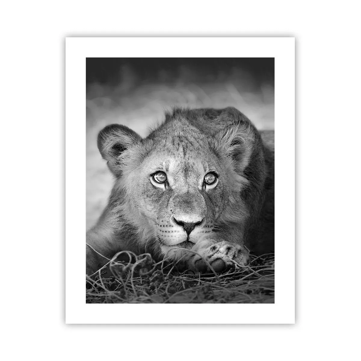 Poster - Königlicher Welpe - 40x50 cm