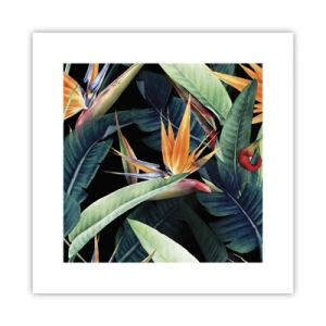 Poster - Flammende Blumen der Tropen - 30x30 cm