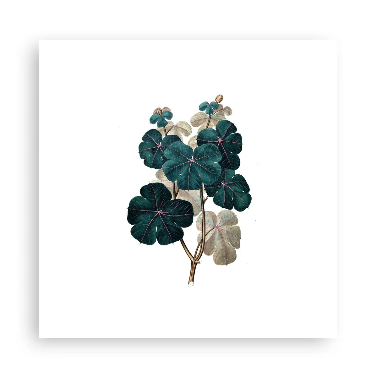 Poster - Aus dem alten Herbarium - 30x30 cm