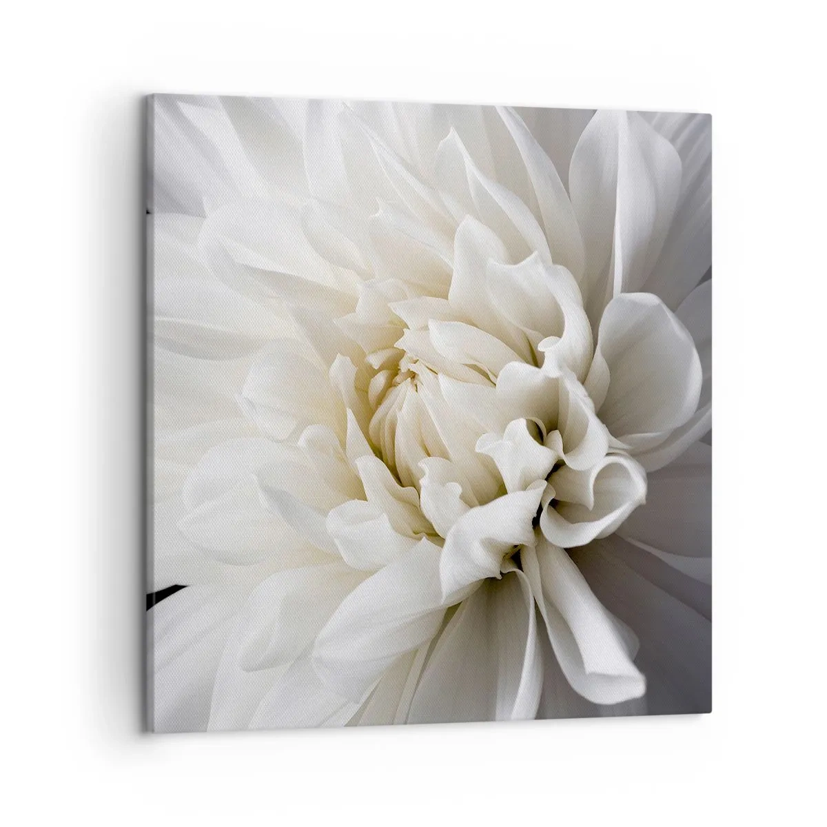 Bild auf Leinwand - Leinwandbild - Der Morgen der Braut - 50x50 cm