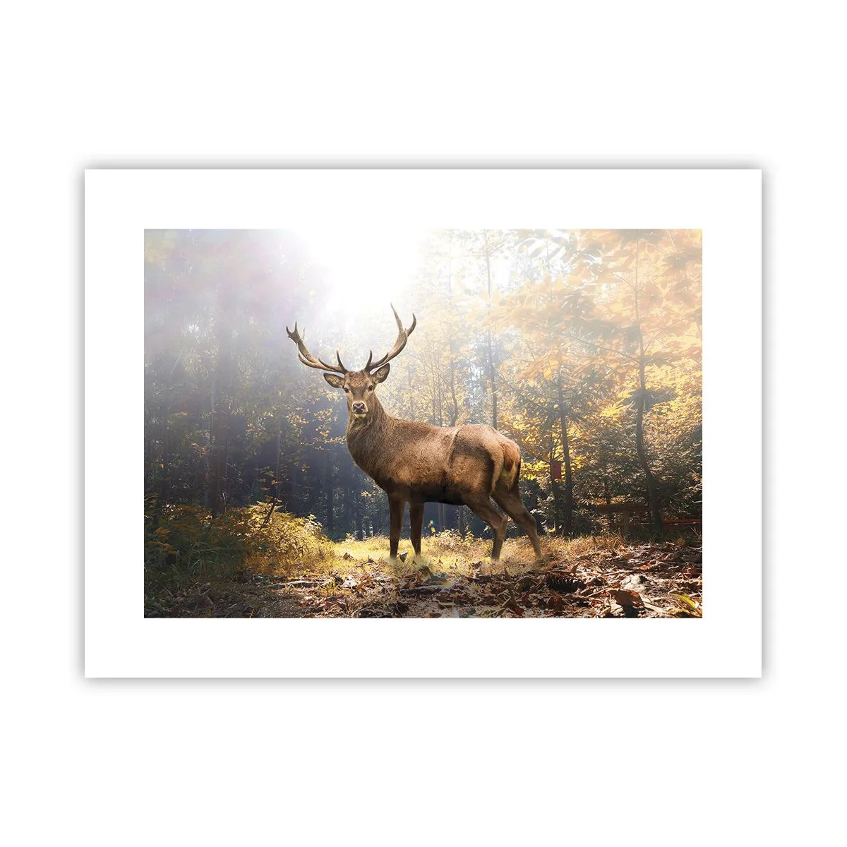 Poster - In voller Majestät - 40x30 cm