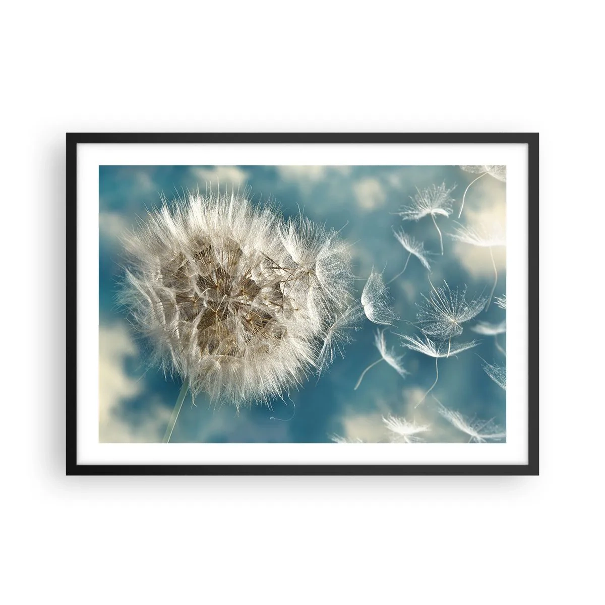 Poster in einem schwarzem Rahmen - Ein verwelkter Löwenzahn vor blauem Himmel - 70x50cm - Engelsatem - Moderne Wanddekoration für Wohnzimmer und Schlafzimmer ARTTOR