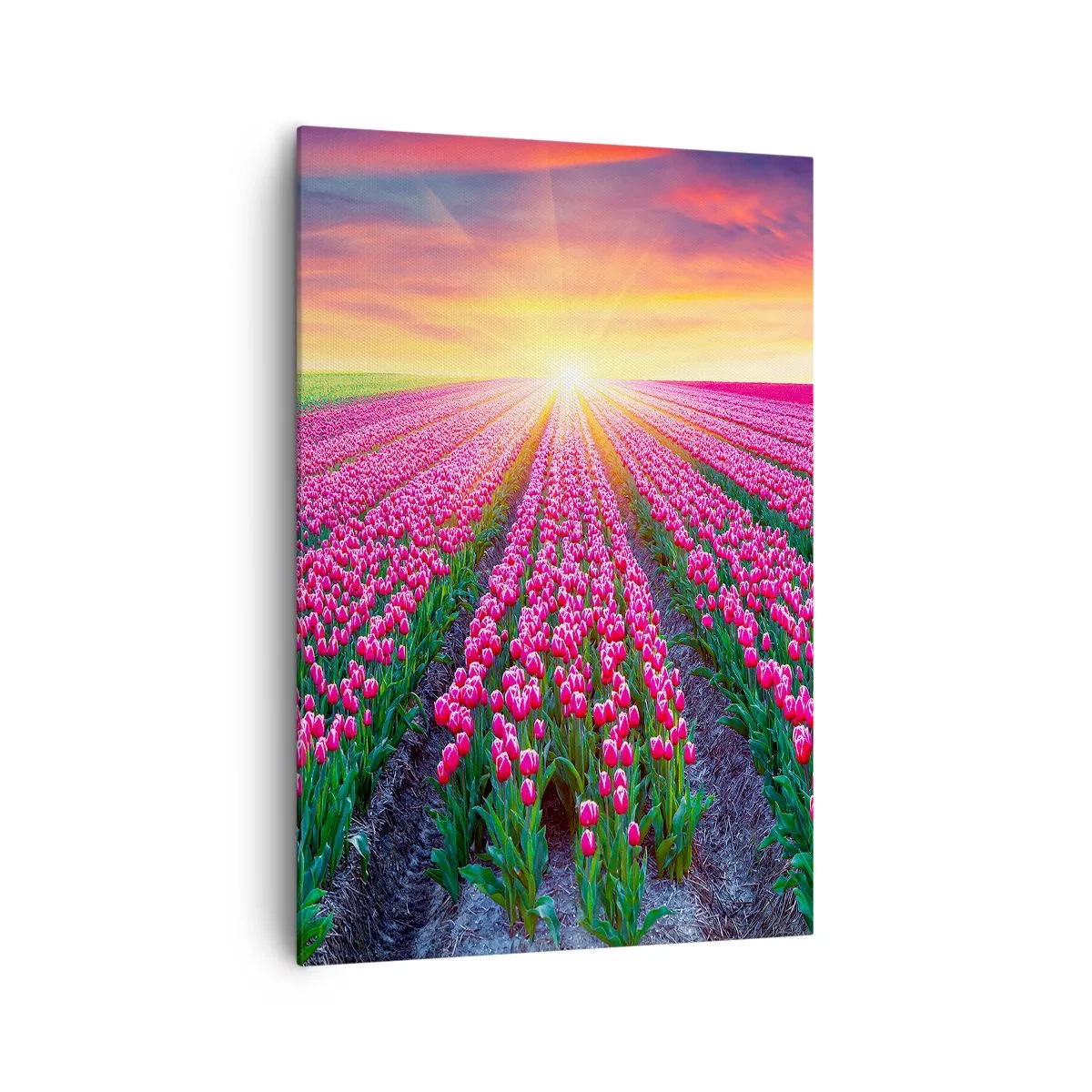 Bild auf Leinwand - Leinwandbild - Ein Tulpenfeld bei Sonnenuntergang - 70x100cm - Schönheitsfarm - Moderne Wanddekoration für Wohnzimmer und Schlafzimmer ARTTOR