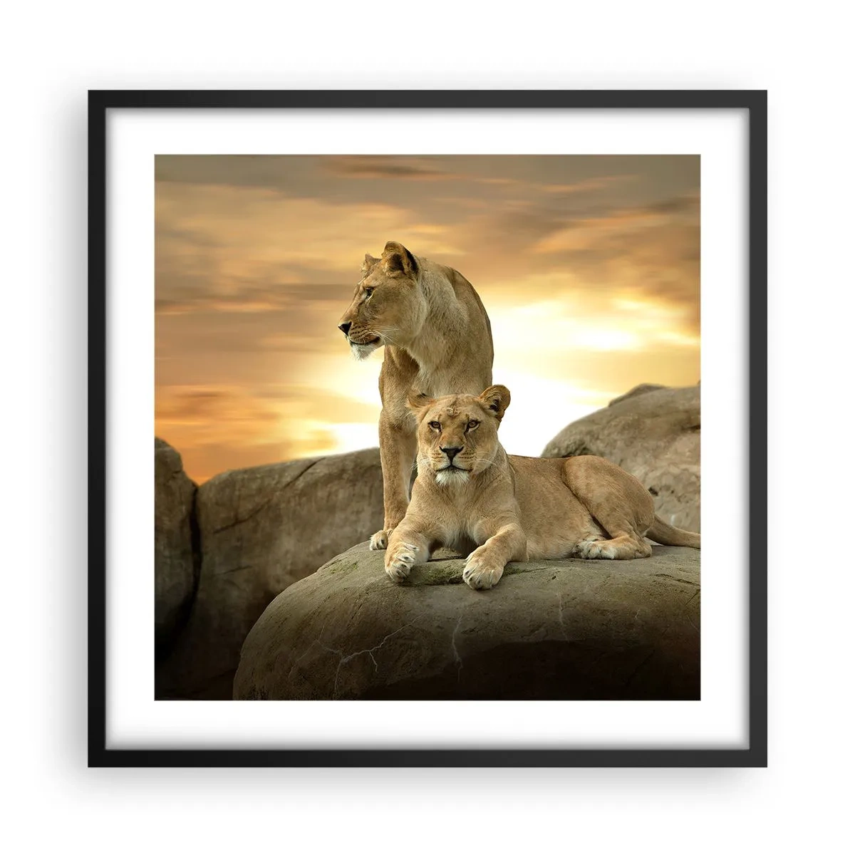 Poster in einem schwarzem Rahmen - Königliche Majestät - 50x50 cm