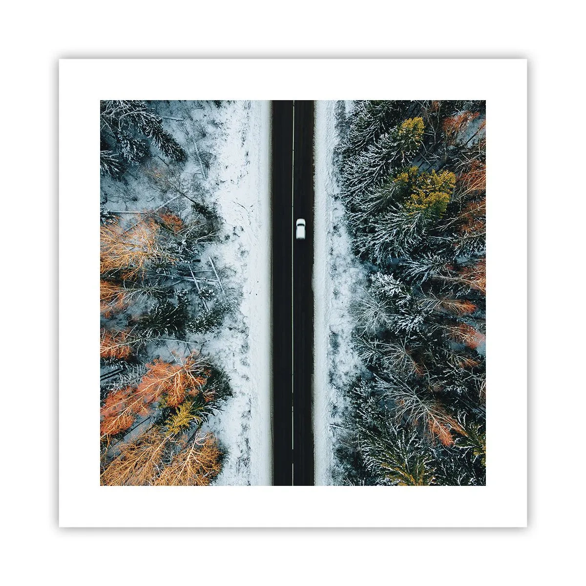 Poster - Schnitt durch den Winterwald - 40x40 cm