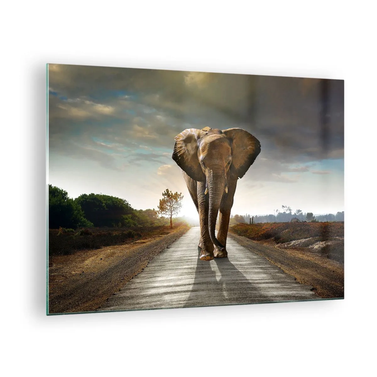 Glasbild - Bild auf glas - Ein Elefant, der bei Sonnenuntergang die Straße entlang läuft - 70x50cm - Und schon gar nicht in einem Porzellanlager - Moderne Wanddekoration für Wohnzimmer und Schlafzimmer ARTTOR