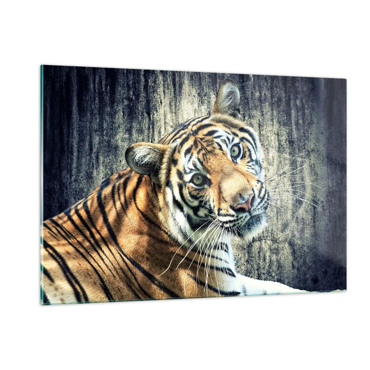 Glasbild - Bild auf glas - Ein Tiger in natürlicher Pose vor einer rohen Wand - 120x80cm - Portrait in Lichtstrahlen - Moderne Wanddekoration für Wohnzimmer und Schlafzimmer ARTTOR