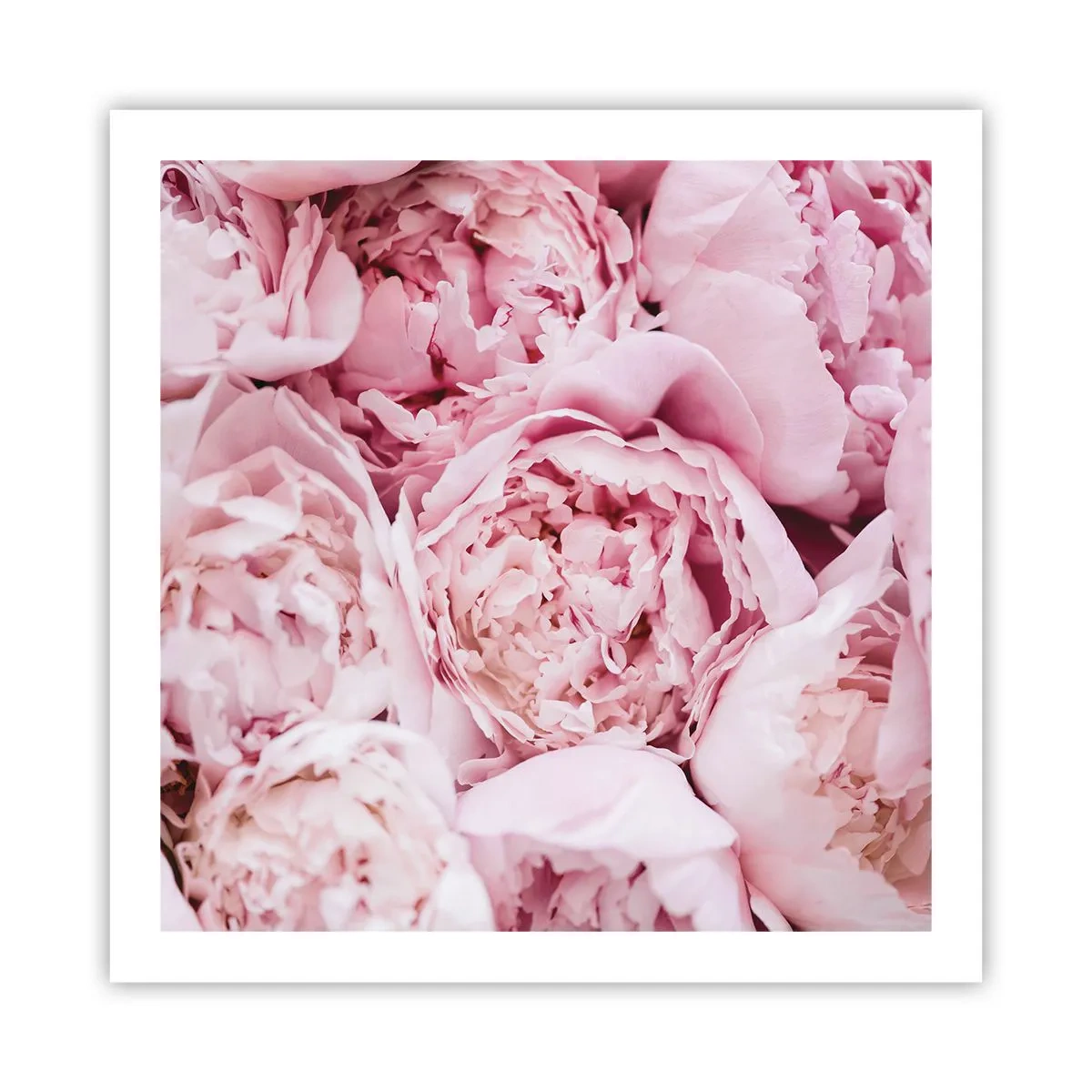 Poster - Anschmiegsam und duftend - 60x60 cm