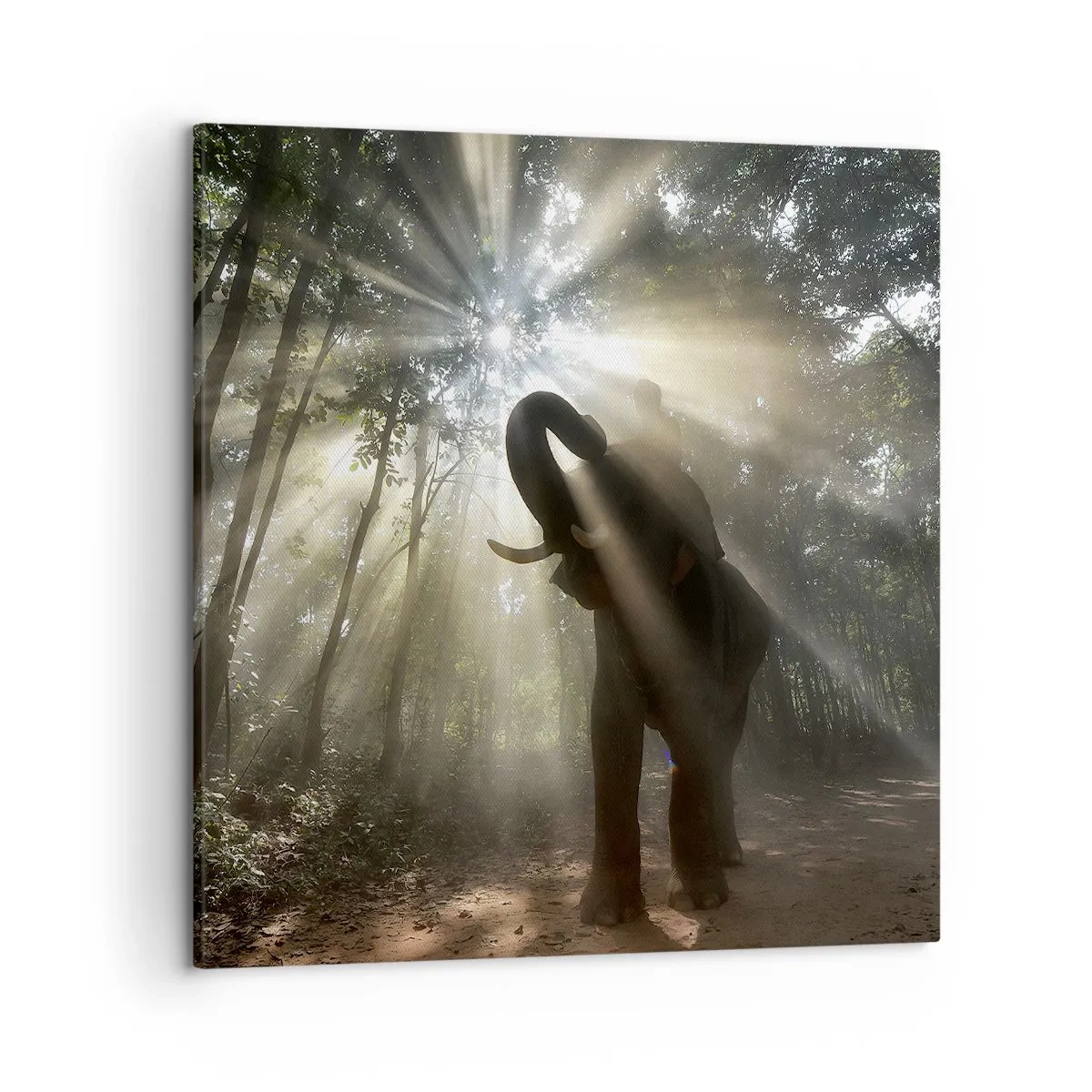 Bild auf Leinwand - Leinwandbild - Unter dem Glücksstern - 50x50 cm