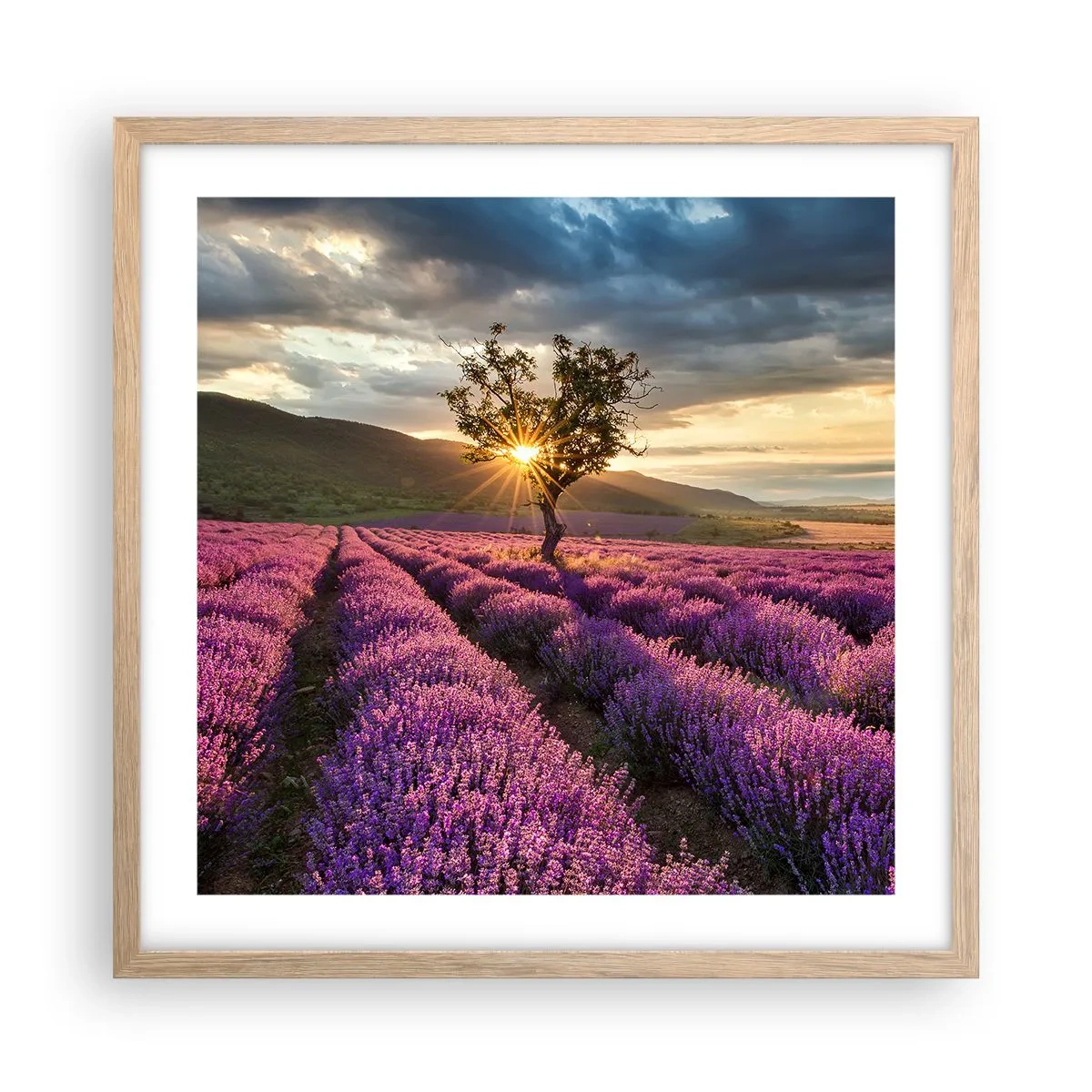 Poster in einem Rahmen aus heller Eiche - Fliederfarbenes Aroma - 50x50 cm