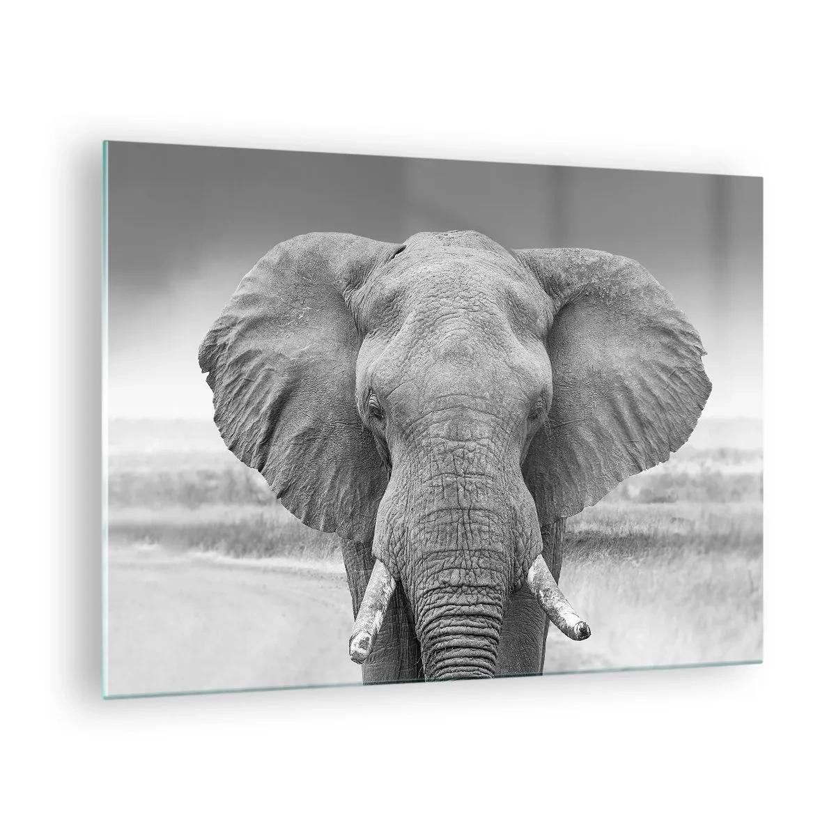 Glasbild - Bild auf glas - Schwarz-Weiß-Porträt eines Elefanten in der Savanne - 70x50cm - Willkommen in meiner Welt - Moderne Wanddekoration für Wohnzimmer und Schlafzimmer ARTTOR