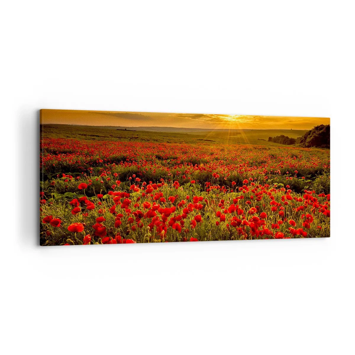 Bild auf Leinwand - Leinwandbild - Ein Feld mit roten Mohnblumen im Schein der untergehenden Sonne - 120x50cm - Unter den Wellen raschelnder Wiesen, unter den Blumen der Flut - Moderne Wanddekoration für Wohnzimmer und Schlafzimmer ARTTOR