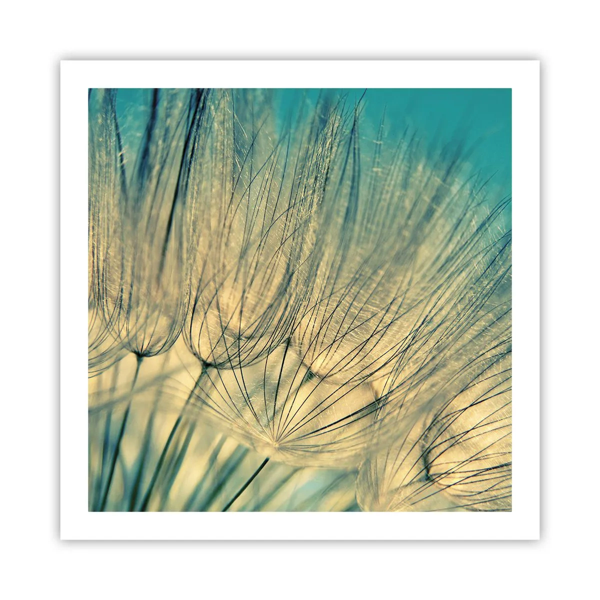 Poster - In Erwartung des Windes - 60x60 cm