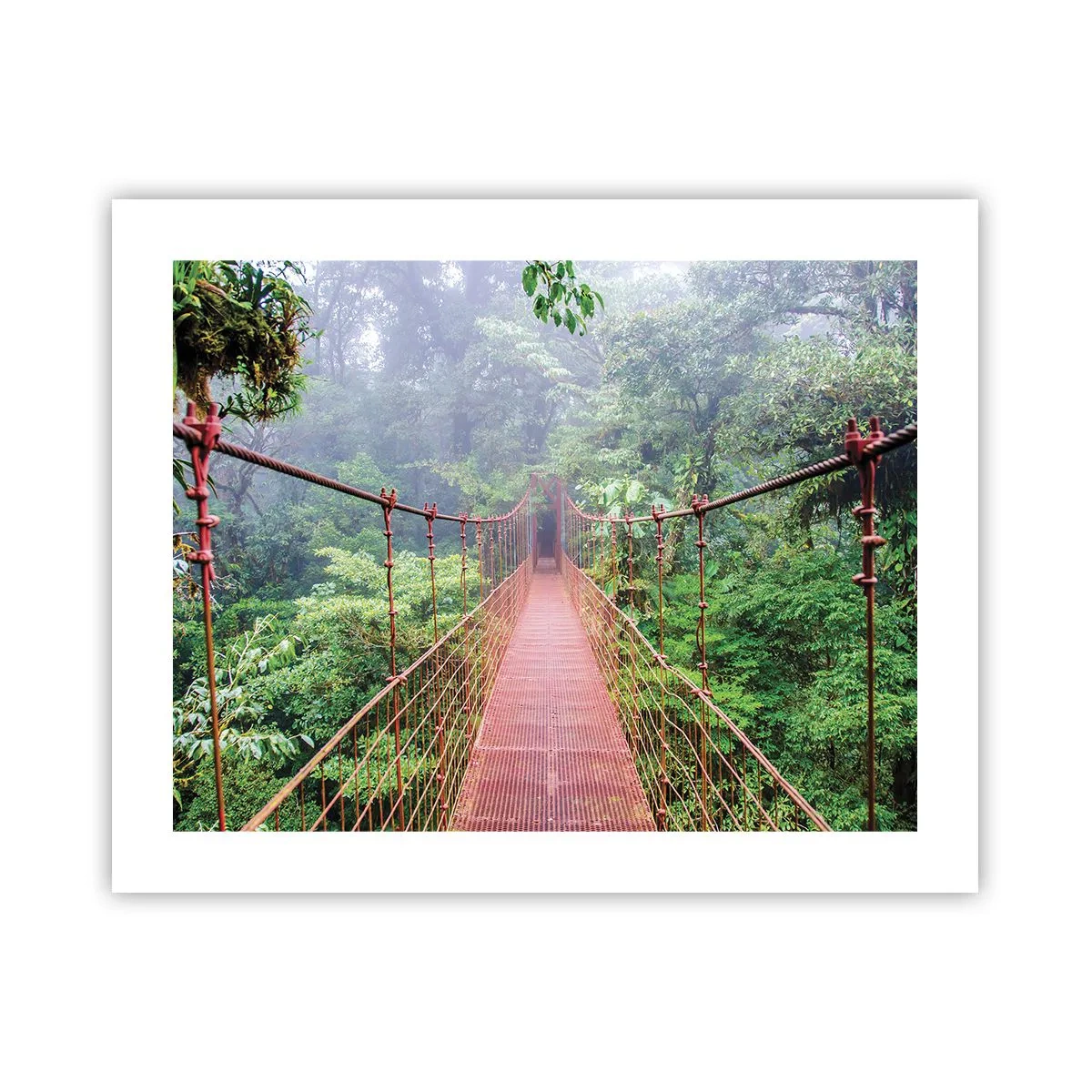 Poster - Über den Kronen aufgehängt - 50x40 cm