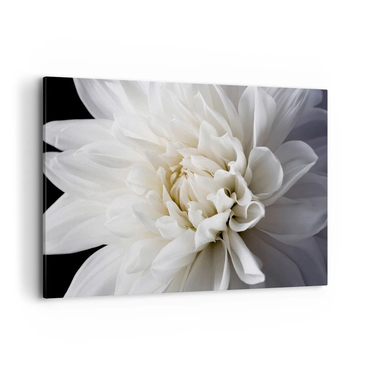 Bild auf Leinwand - Leinwandbild - Eine zarte weiße Blume auf schwarzem Hintergrund in einer eleganten Komposition - 120x80cm - Der Morgen der Braut - Moderne Wanddekoration für Wohnzimmer und Schlafzimmer ARTTOR